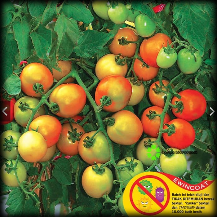 5 Benih/bibit Tomat Tymoti Repacking (Panah Merah)