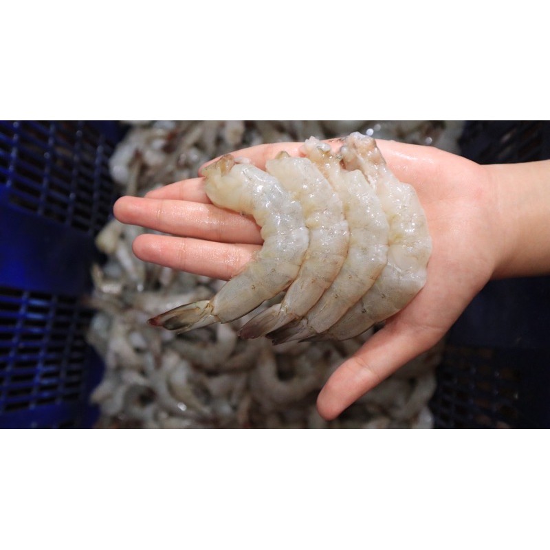 

Udang Jerbung Kupas Ekor / PTO Size 51-60 / Fresh Segar Murah