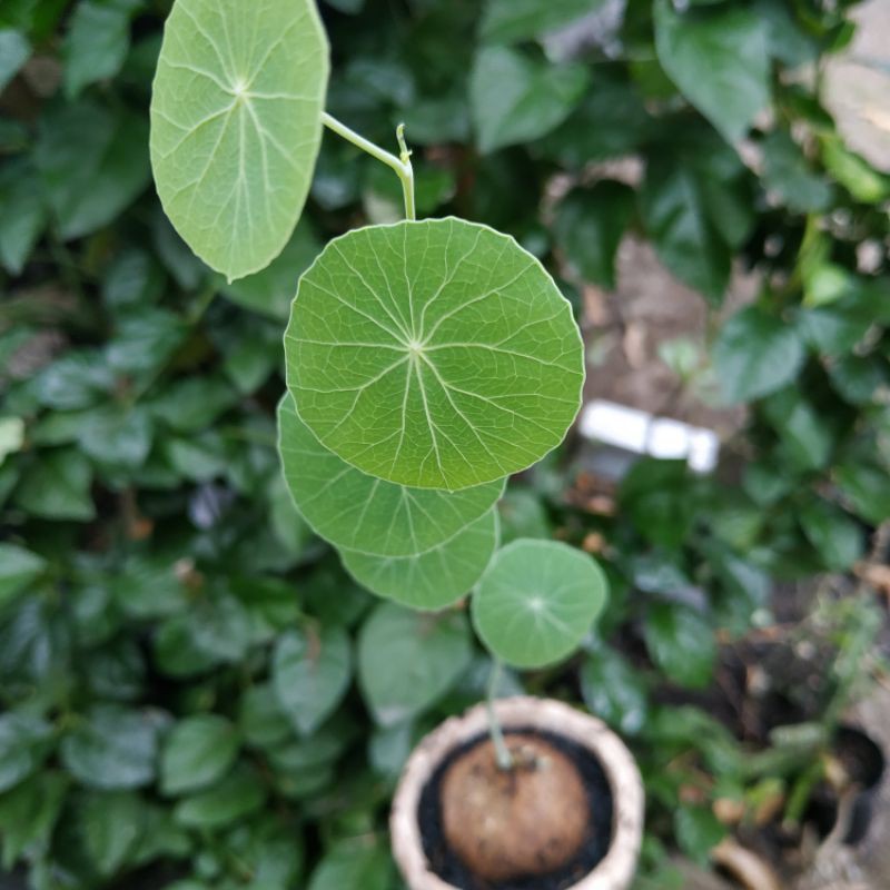 Stephania Erecta Caudex