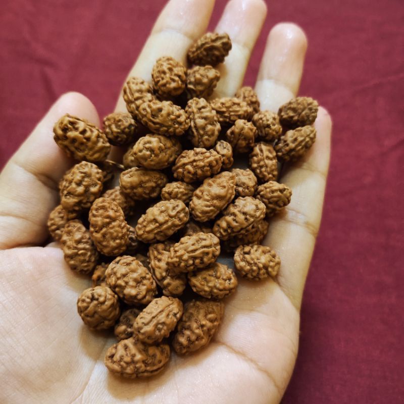 Jenitri Rudraksha Mukhi 2 Original