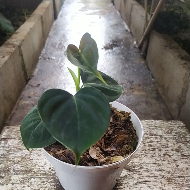 tanaman hias philodendron Lupinum || Philo lupinum