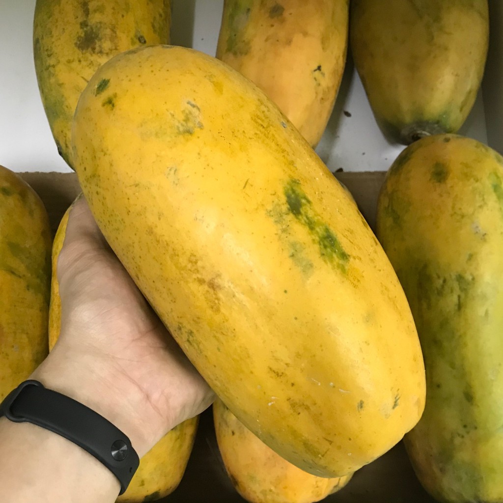 

Buah Pepaya California Manis - Harga Per Buah Dijamin Termurah