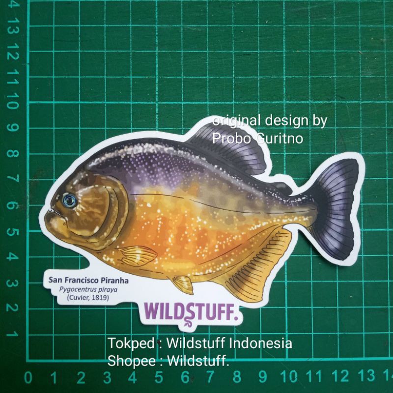 Sticker Wildstuff - San Francisco Piranha Pygocentrus piraya