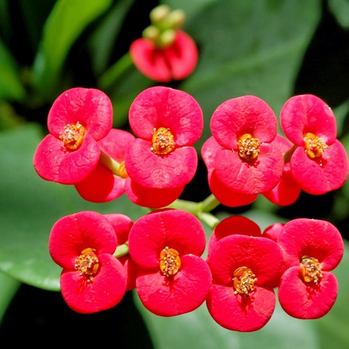 bunga eforbia tanpa duri