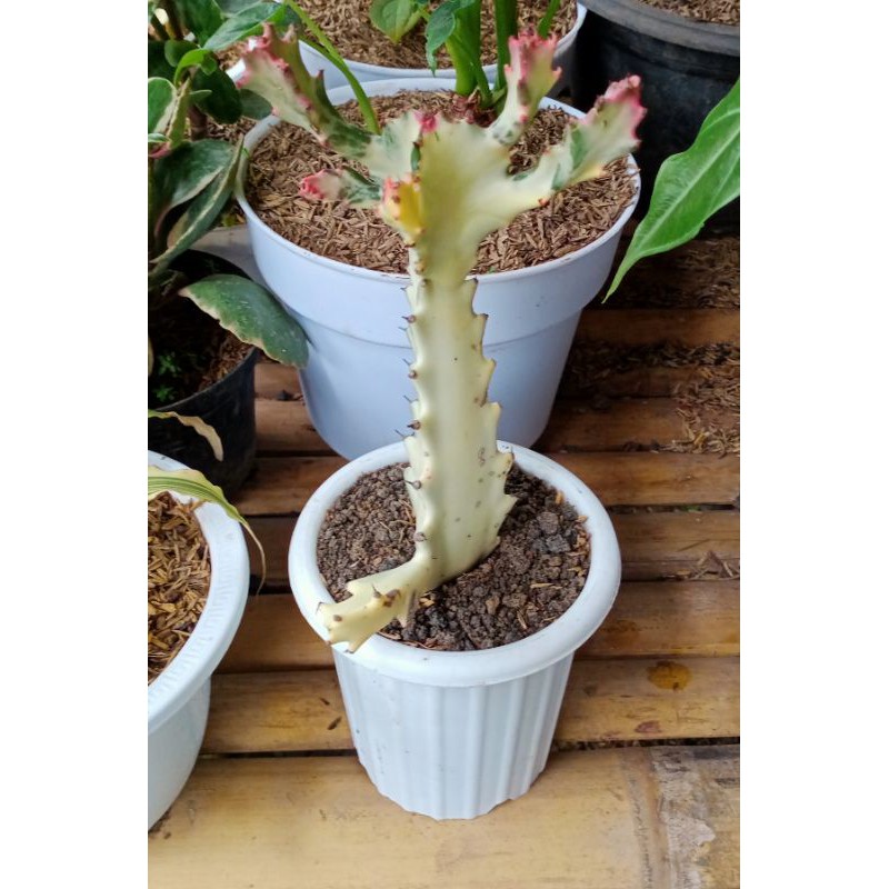 tanaman hias kaktus tulang