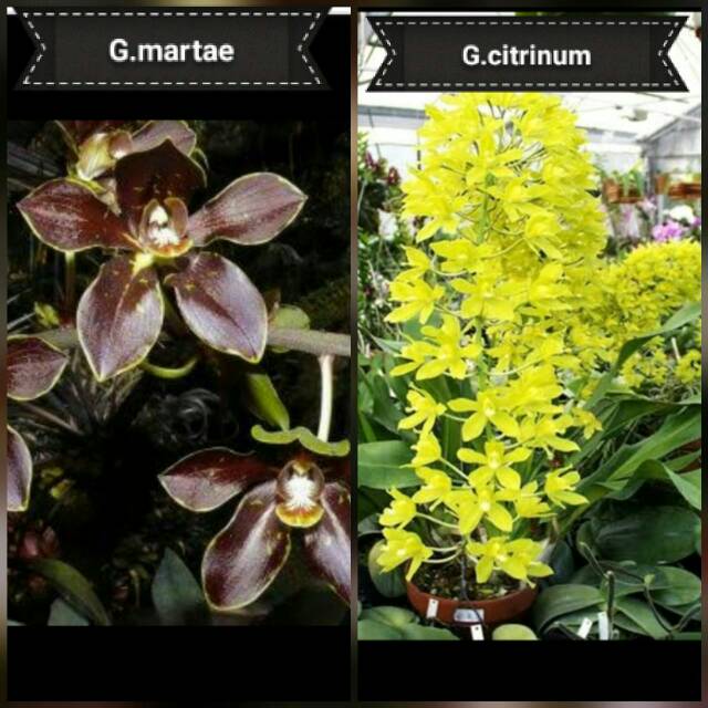 SEEDLING ANGGREK GRAMMA SILANGAN