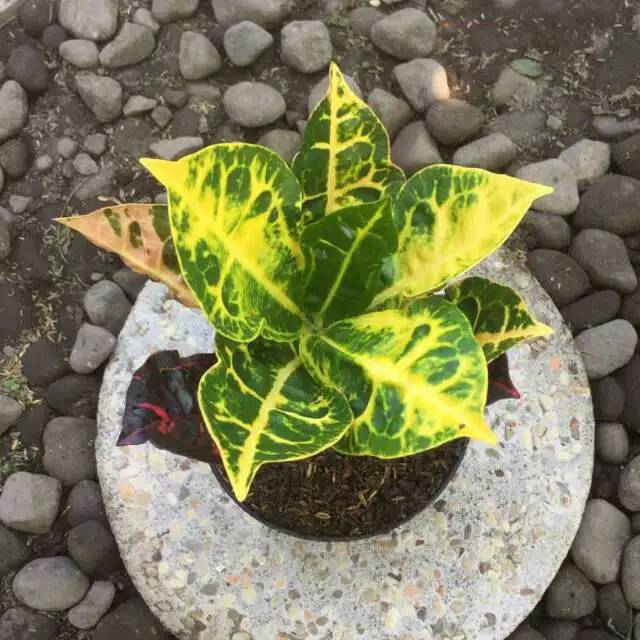 tanaman hias puring kura - pohon puring kura merah