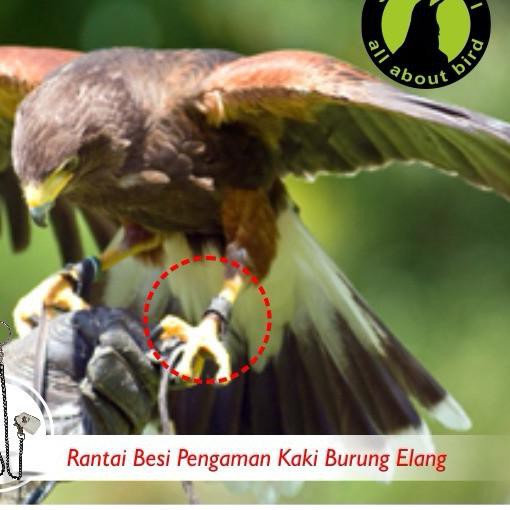 New Stok Rantai Bahan Kulit Untuk Kaki Burung Elang Kakatua Grey