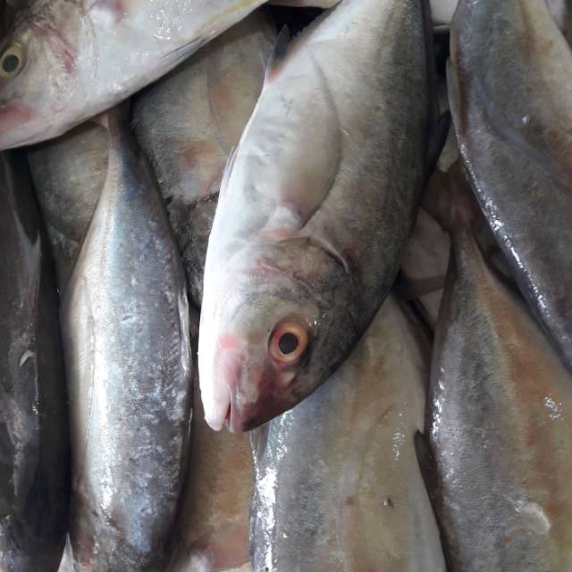 

Ikan kwe lilin frozen 1000gr
