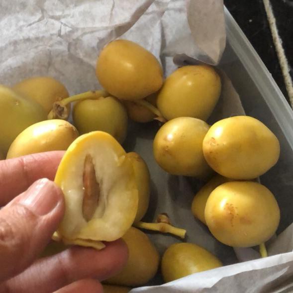 

Ready FJNYL Kurma muda kuning 500gram 76 Baru