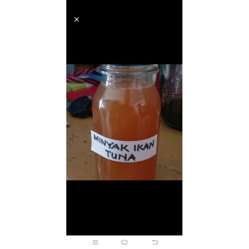 minyak ikan tuna umpan pancing