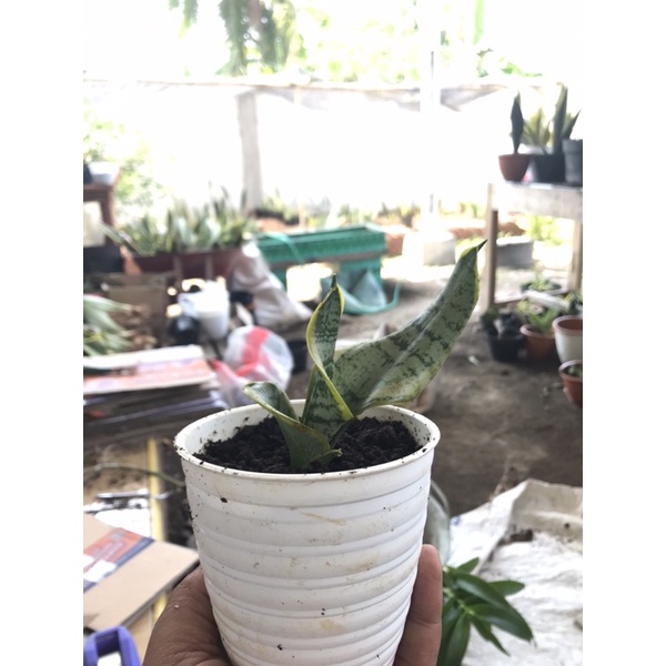 sansivera twister/sansivera/lidah mertua/twister anakan