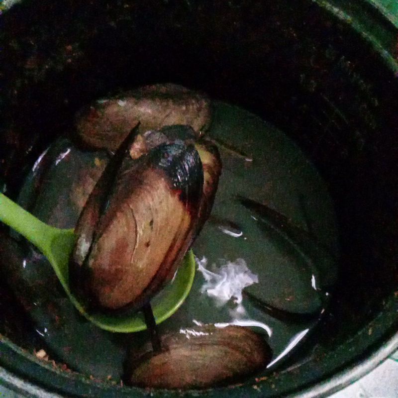 

kerang air tawar
