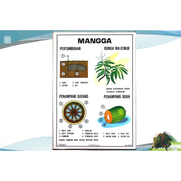 Poster Biologi Tumbuhan 80 X 60 Cm Baket Plat Seng Atas Bawah Full Color Shopee Indonesia