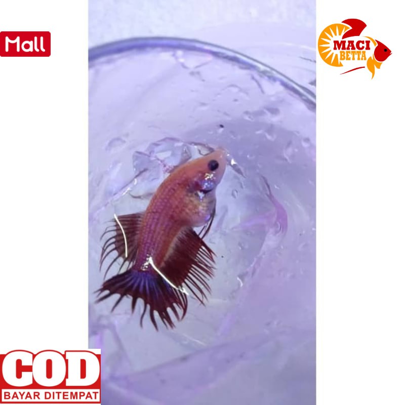 [PROMO] [COD] IKAN CUPANG HIAS MURAH SERIT BETINA