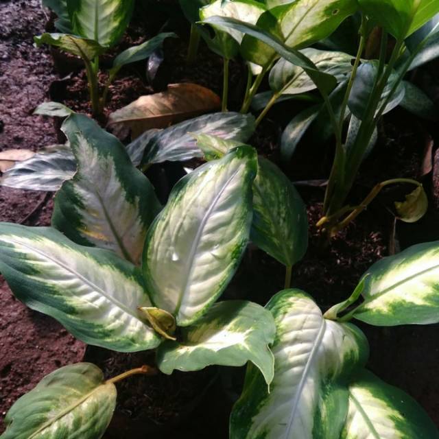 Tanaman aglonema tissue