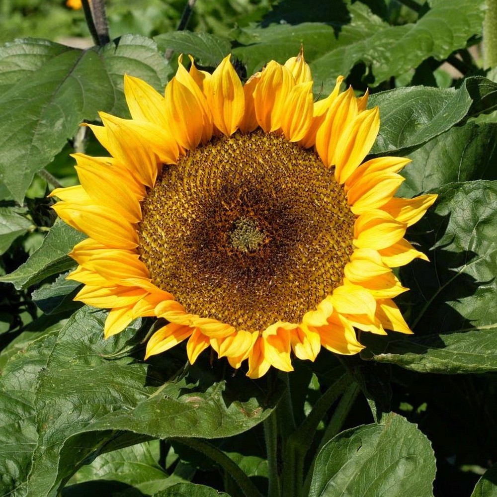 PlantaSeed - 10 Seeds - Sunspot Sunflower Benih Biji Bunga - PAS0235