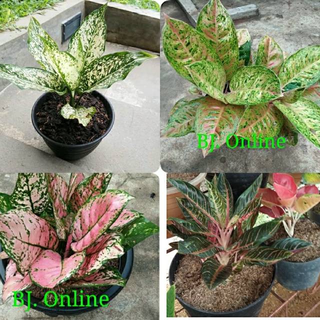 Paket 4 jenis aglonema