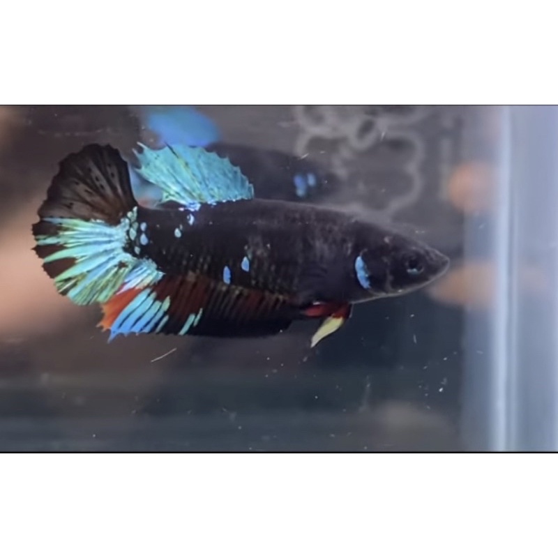 avatar Gordon