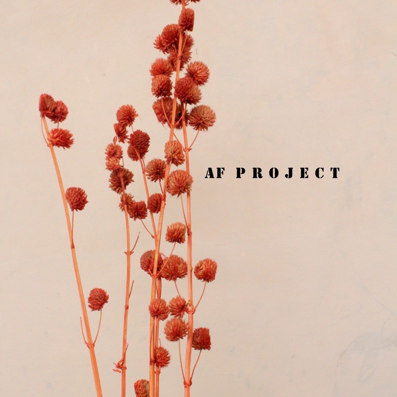 Bunga Pompom/ Bunga Mortel/ Bunga Mortel kering/ Pompom Kering