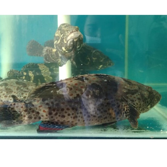 

Ikan Kerapu Macan
