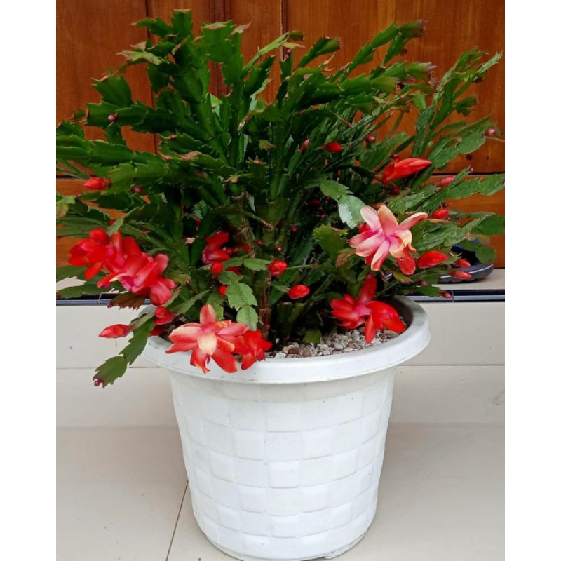 TANAMA HIAS CHRISTMAS CACTUS/WIJAYA KUSUMA KEPITING BUNGA MERAH