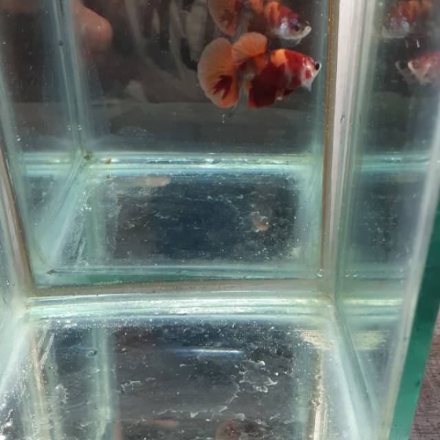 betta fish, ikan cupang hias