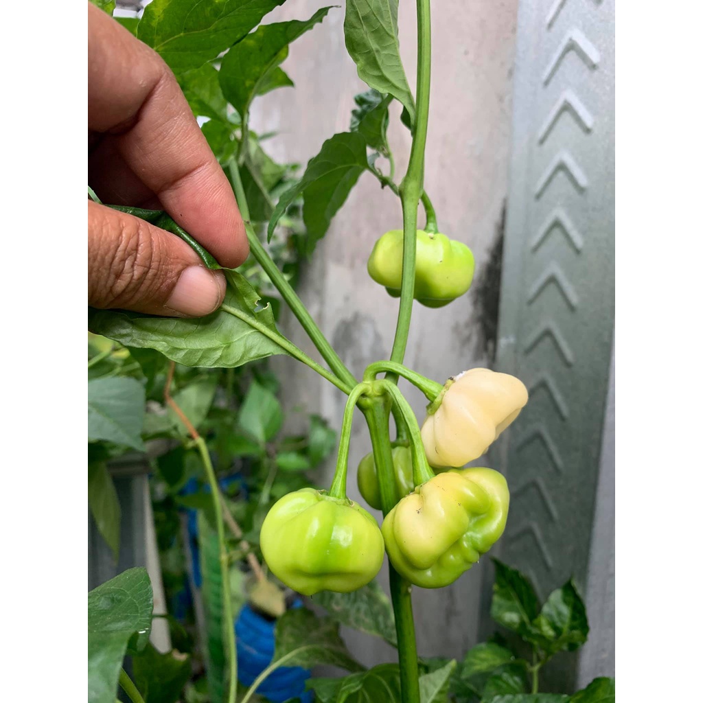 Benih Bibit Biji - Cabai 7 Pot White Cabe Putih Hot Pepper Seeds