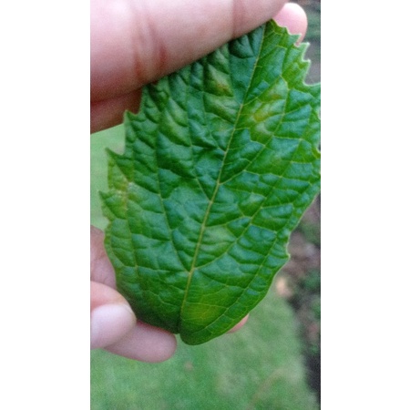 

DAUN KEJI BELING / KACAH BELING HERBAL