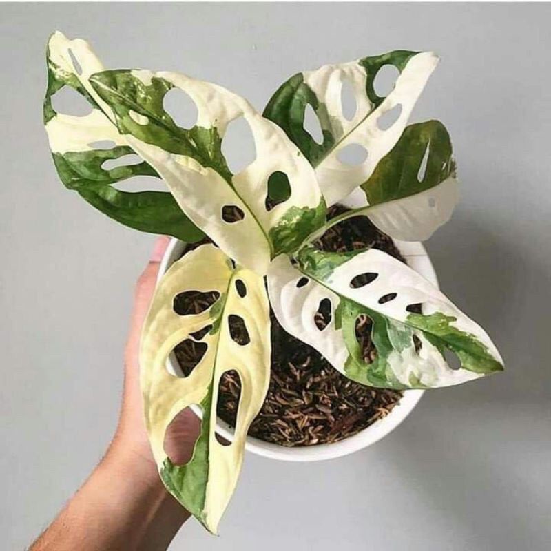 Promo Bibit tanaman hias monstera Adansoni Varigata jepang / Bonggol Janda Bolong Varigata Jepang