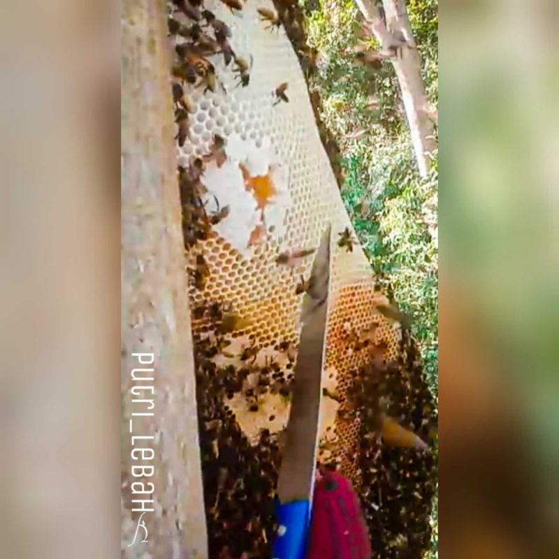 

Madu sarang | Sarang madu hutan asli | 100% murni | Madu segar