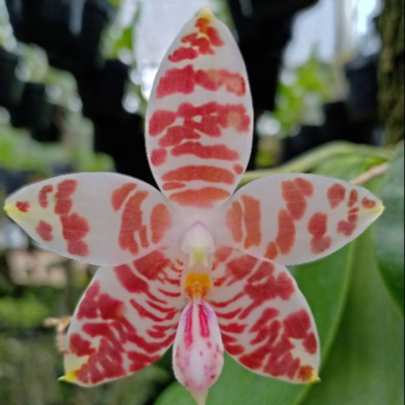 anggrek phalaenopsis amboinensis var. common