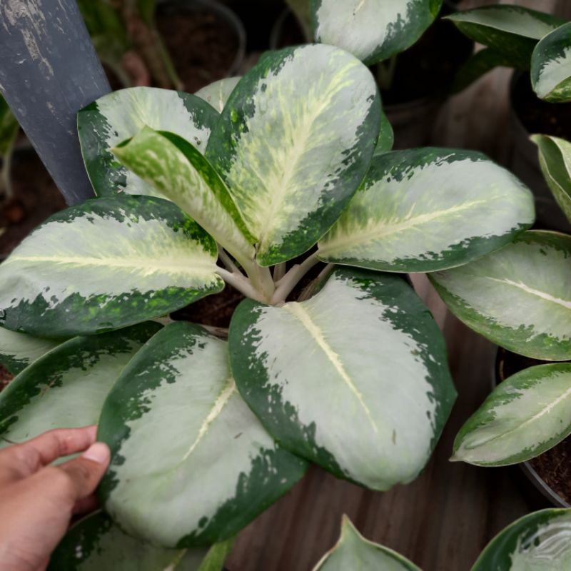 Aglonema Green Bowl Indukan / aglaonema Green Bowl indukan