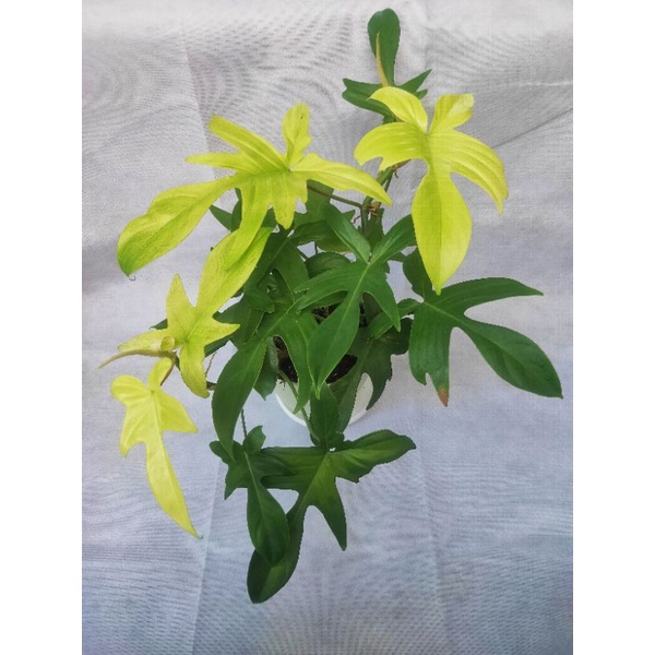 Philodendron Florida