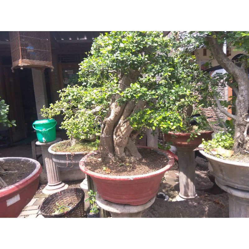 bahan bonsai dongkelan serut grouping berkarakter istimewa ukuran big