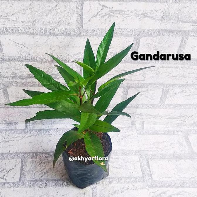 Sale Gandarusa Tanaman Gandarusa Bibit Gandarusa Daun Gandarusa Terbaru