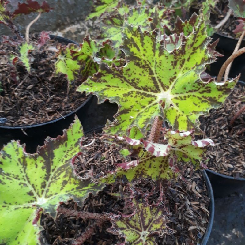 begonia bintang berbulu