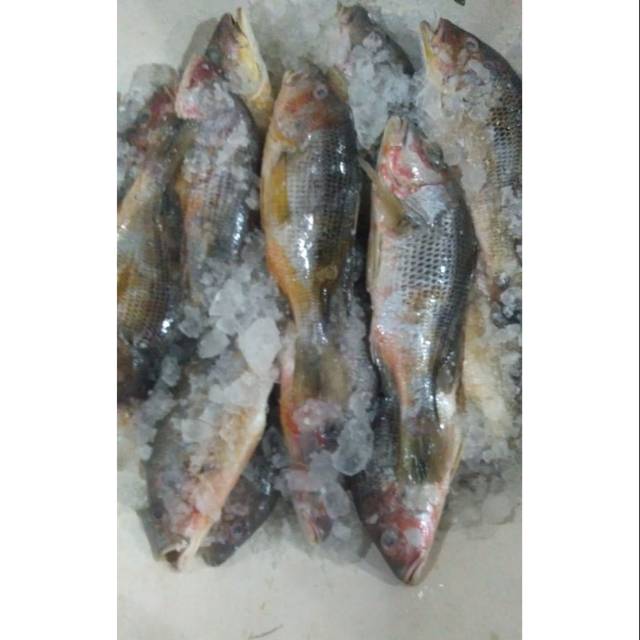 

IKAN JENAHA FRESS