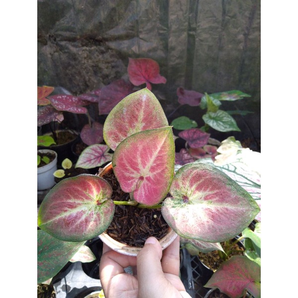 Keladi Caladium Rich of Thai Thay ROT