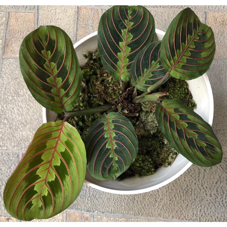 Calathea Kepiting Tanaman Hias Calathea Kepiting Leuconeura