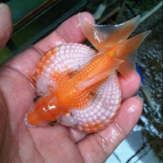 Ikan Mas Koki Mutiara Tikus Show Quality Male Large