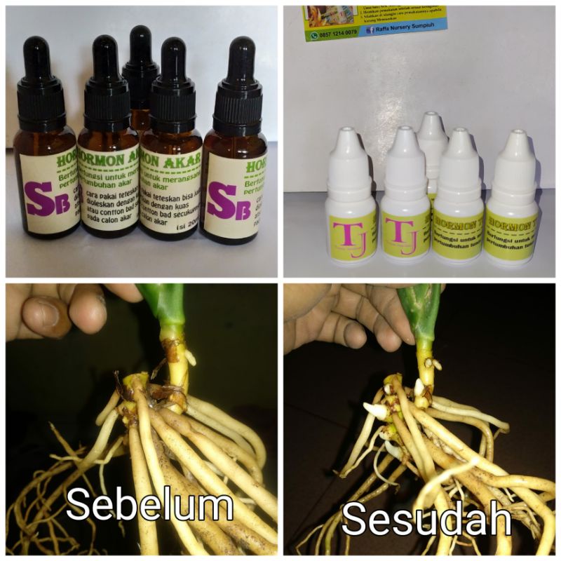 Paket TJ Hormon & SB Hormon Akar(Serum Kilat Untuk Pertumbuhan Akar & Tunas)