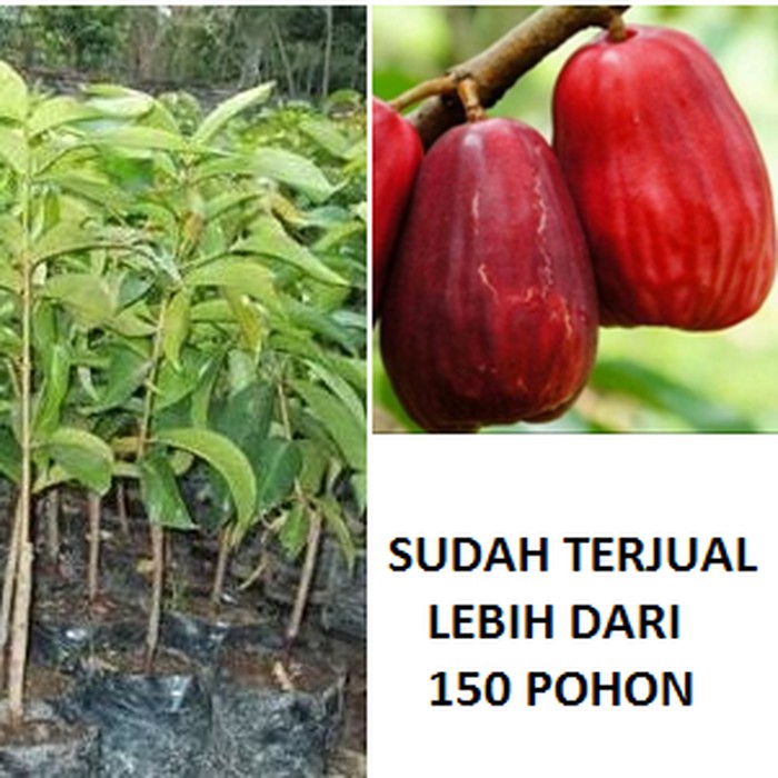 Jual Bibit Jambu  Jamaika Jambu  Bol  Pohon  Okulasi Pohon  