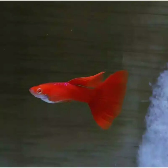 

ikan hias Guppy albino full red (afr)