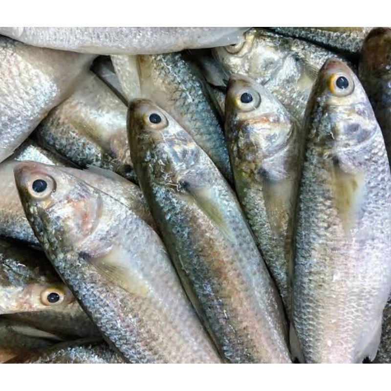 

IKAN BELANAK / IKAN BLANAK SEGAR