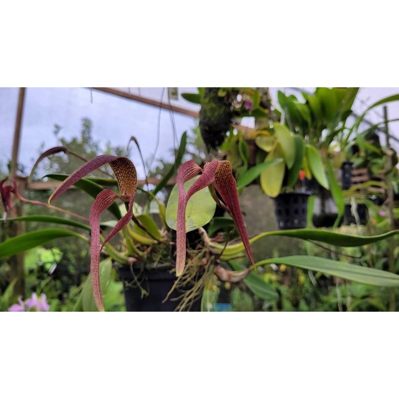 Bulbophyllum singulare