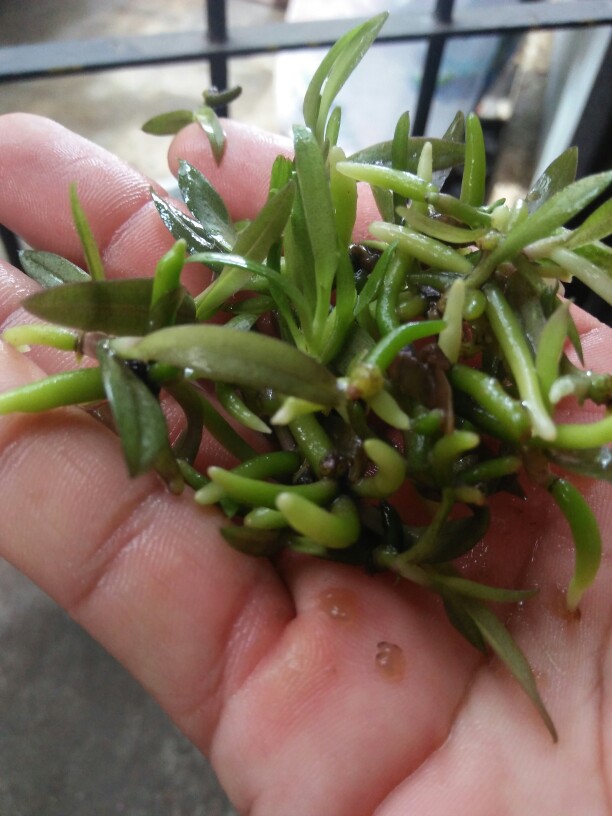 Bibit Bunga Anggrek Bulan Phalaenopsis Anggrek Botol