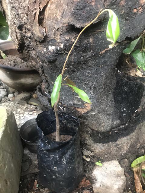 Ready Tanaman Bibit Buah Durian Montong / Duren Monthong