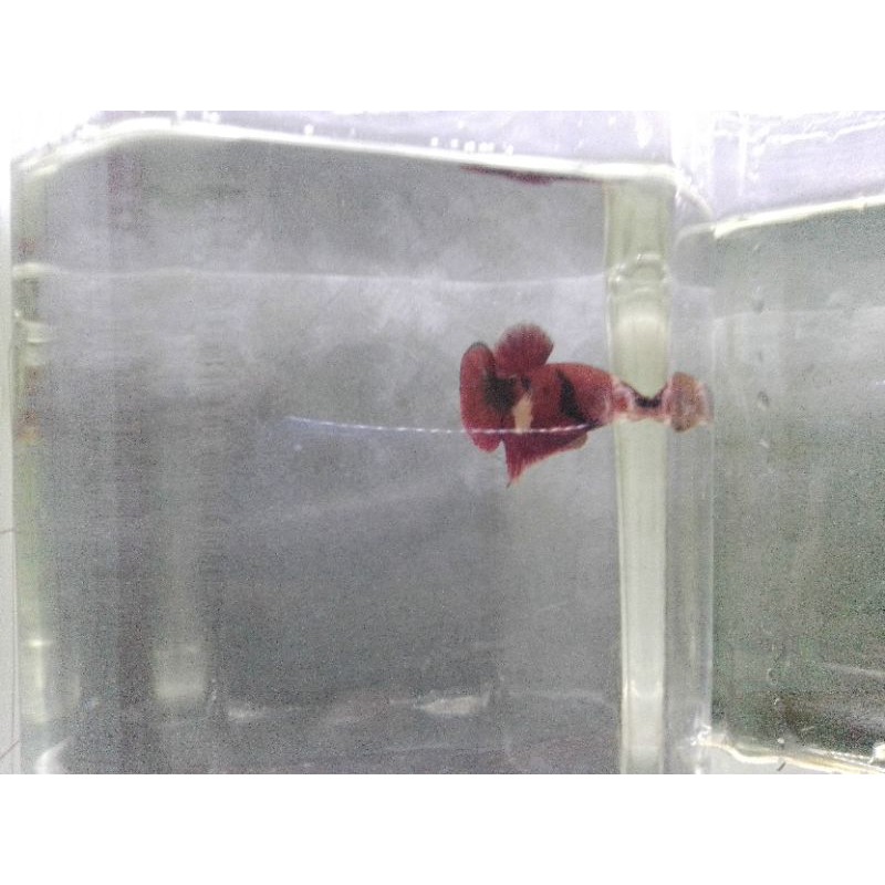 promo cupang black koi