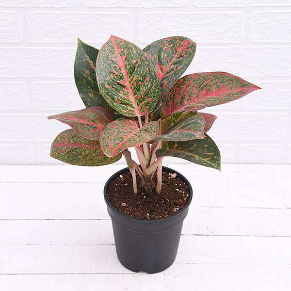 bibit aglonema bigroy (tanaman hidup bunga hidup cantik cantik murah kembang hidup asli pohon viral 